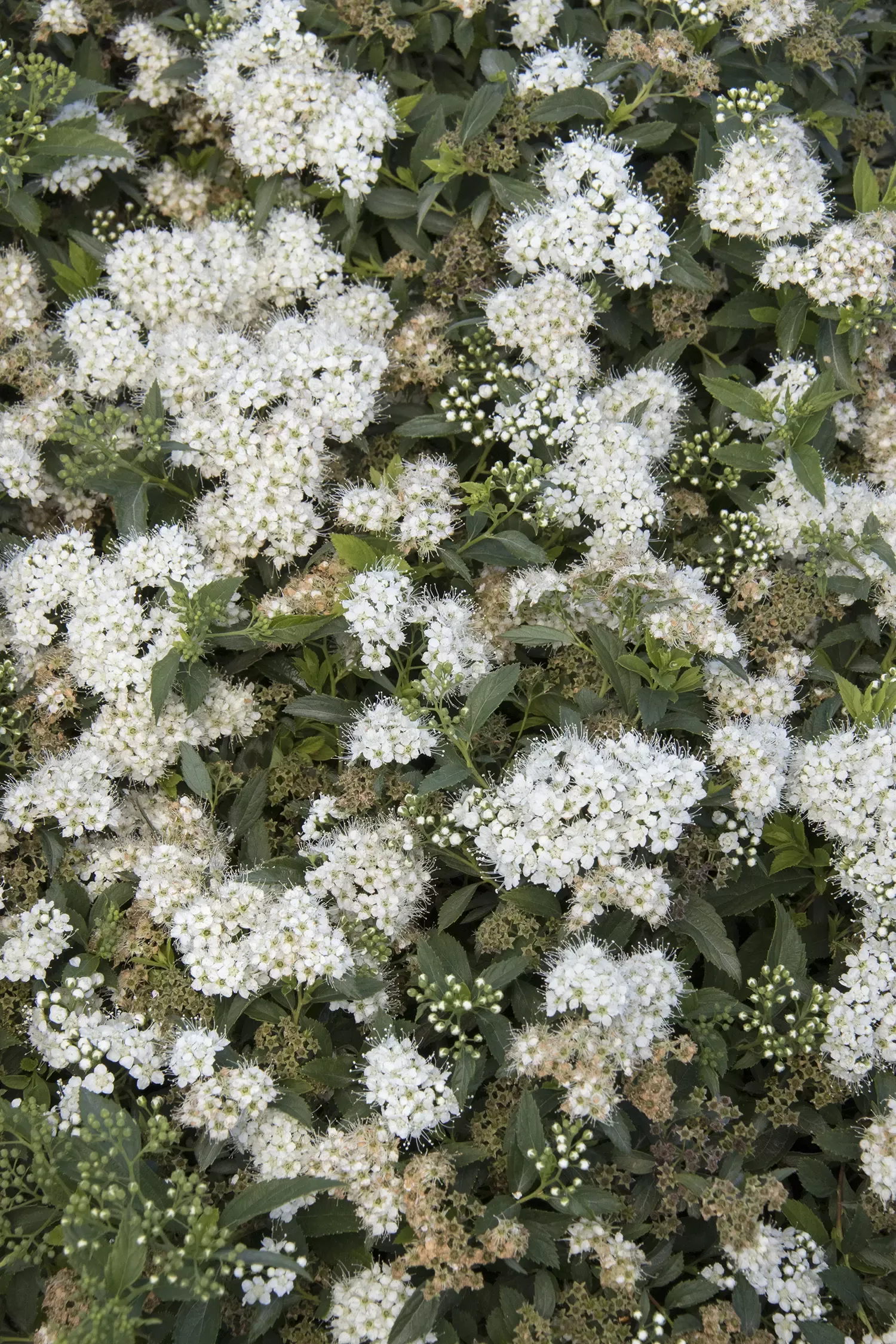 Yeti Japanese Spirea
