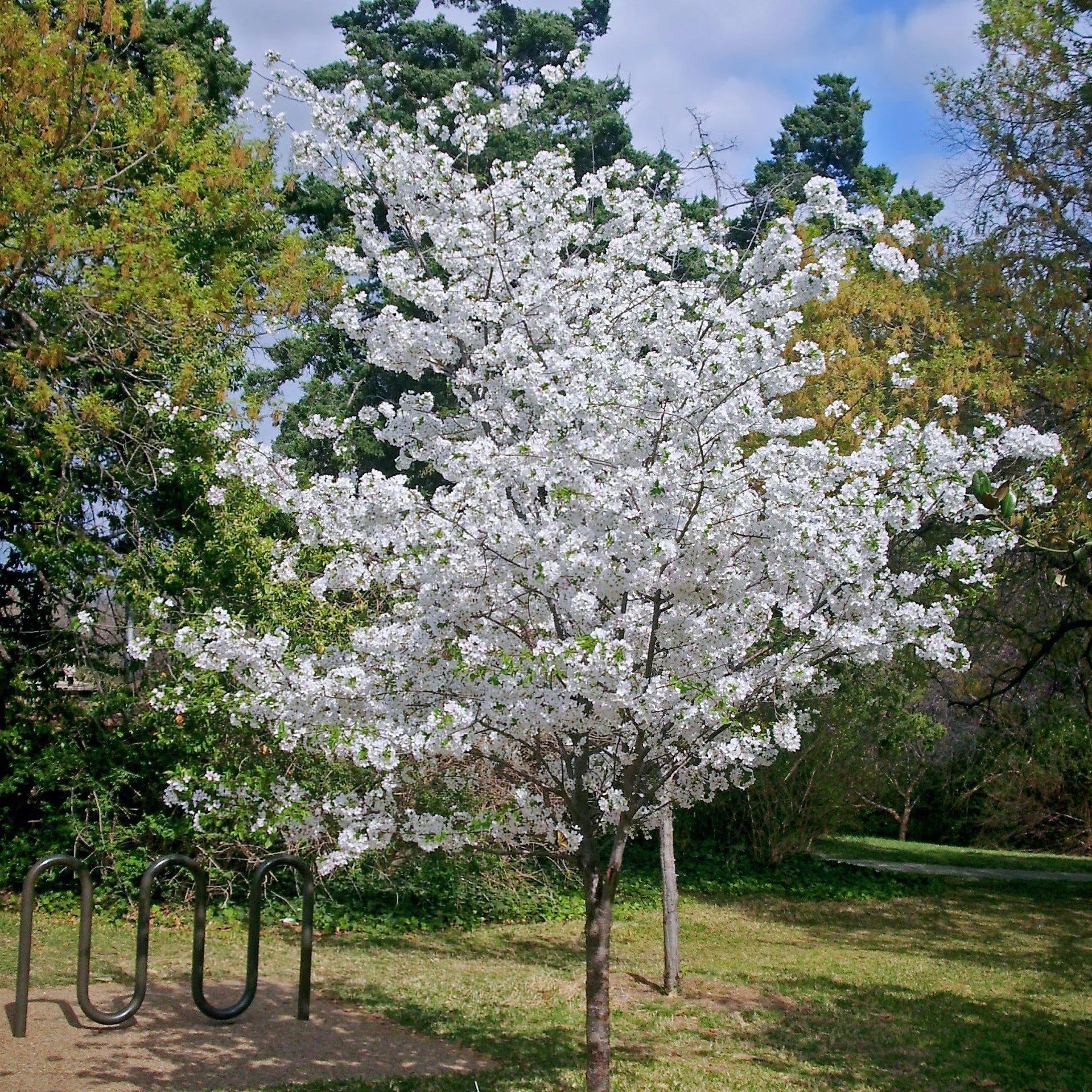 Yoshino Flowering Cherry