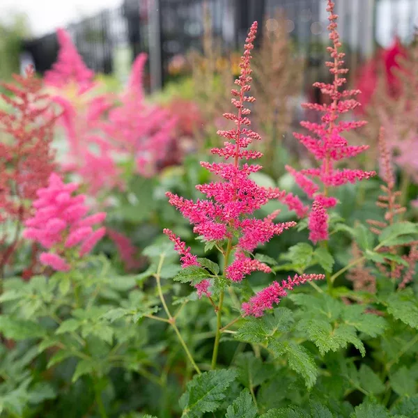 Younique Carmine Astilbe# 1 Container