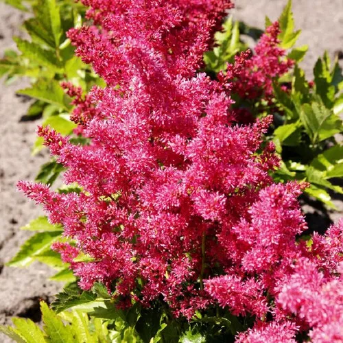Younique Ruby Red Astilbe