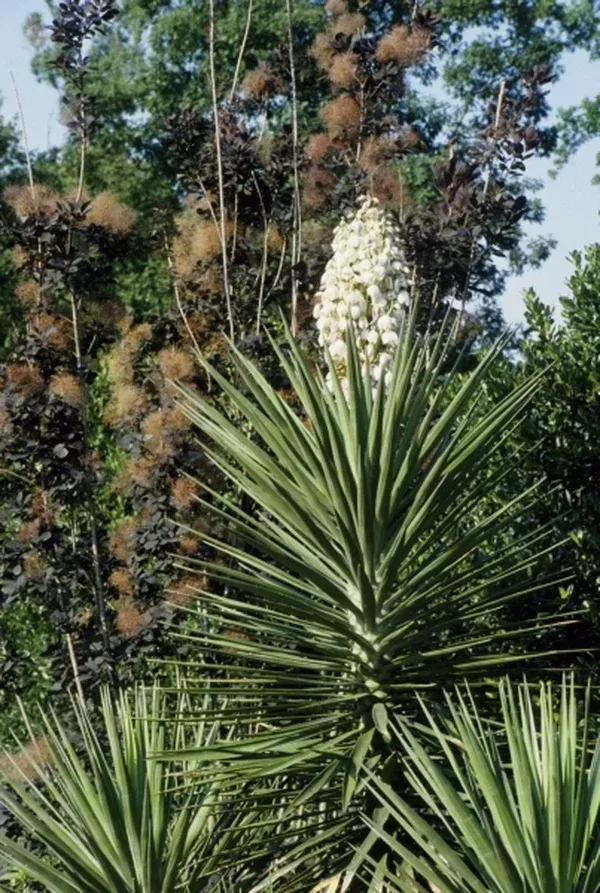 Yucca aloifolia