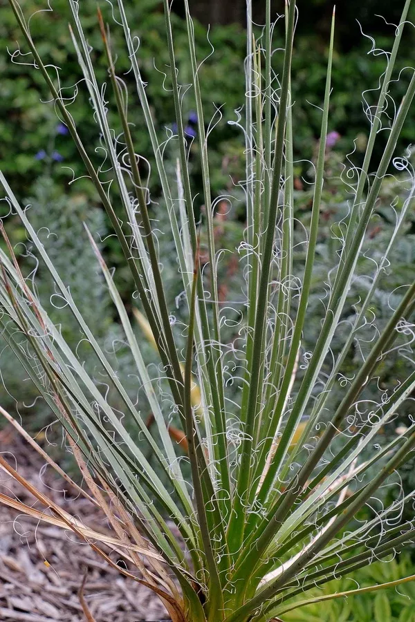 Yucca angustissima ssp. toftiae