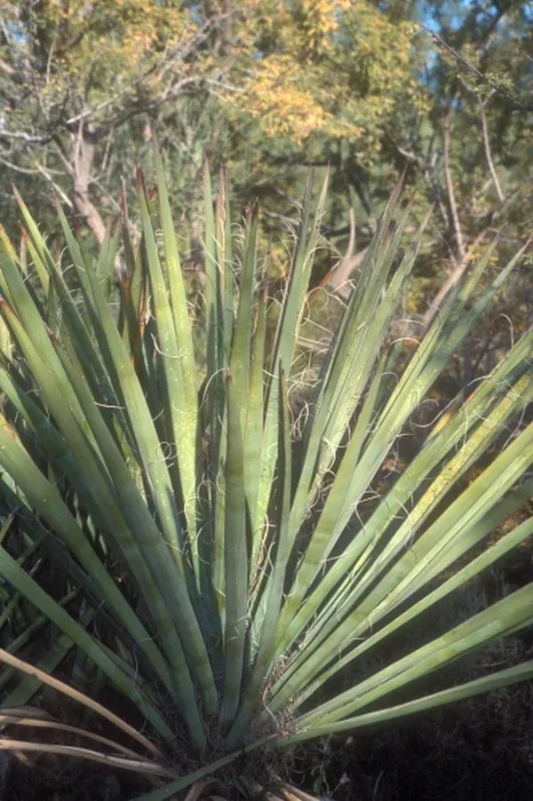 Yucca arizonica