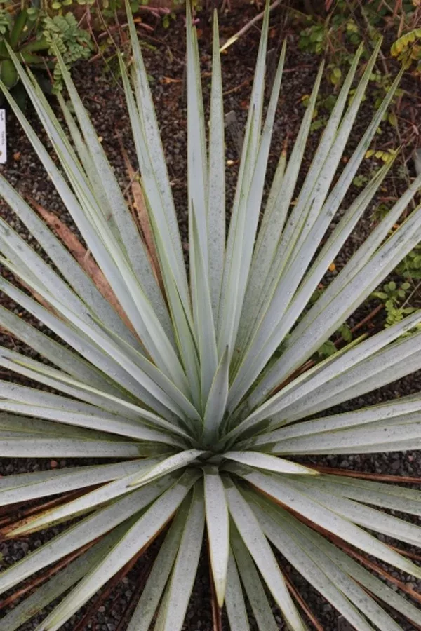 Yucca coahuilensis