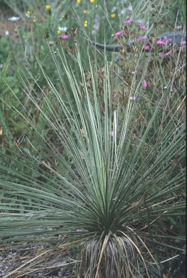 Yucca constricta coll. #D28-31