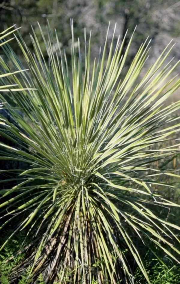 Yucca constricta