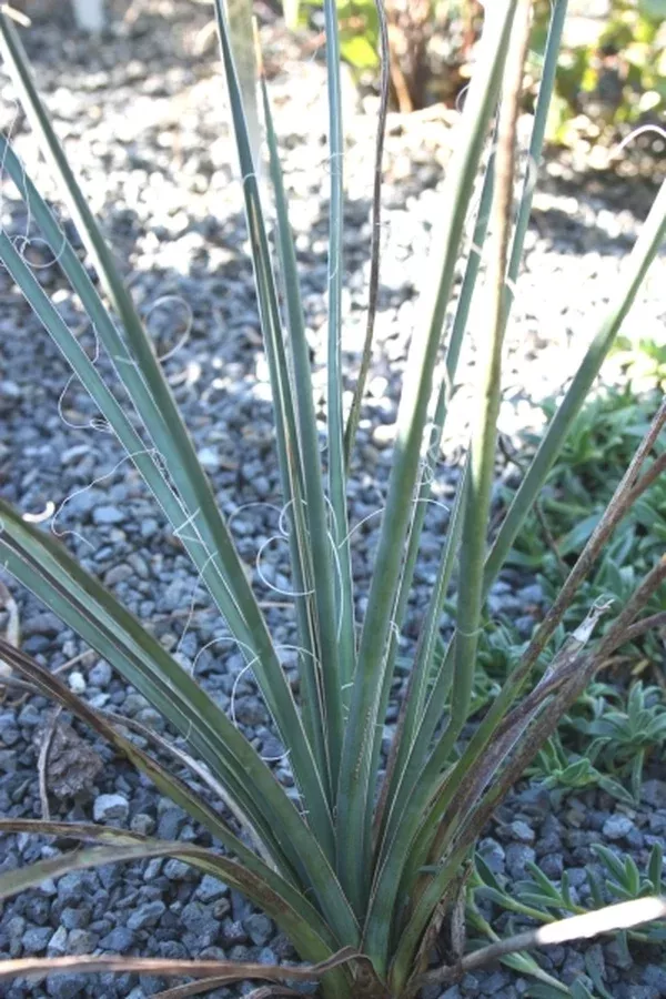 Yucca decipiens