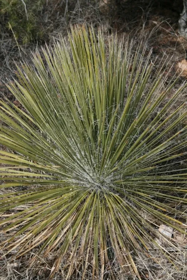 Yucca elata var. angustissima