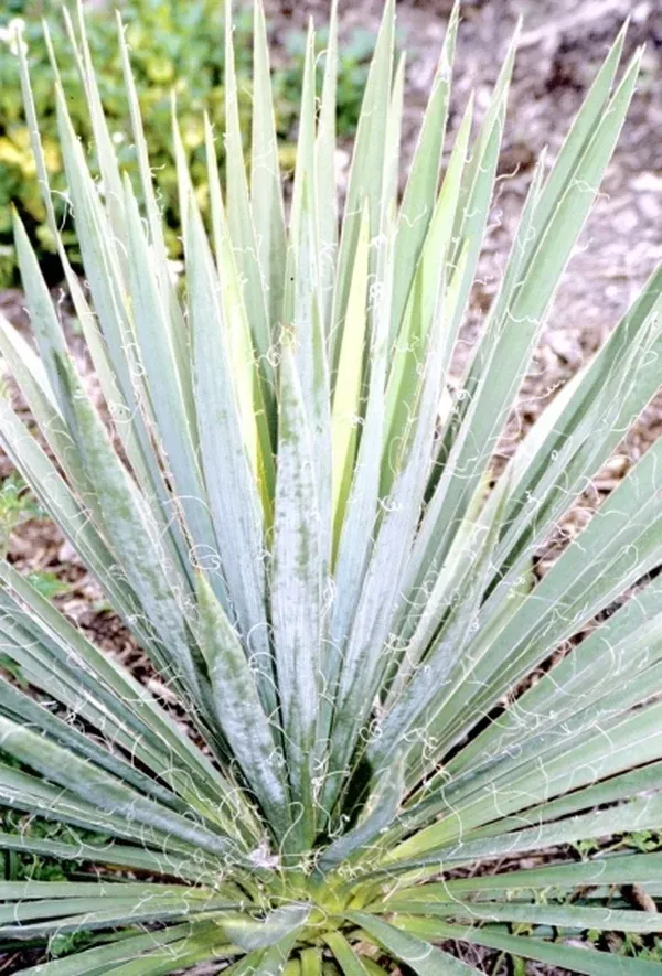 Yucca filamentosa coll. #A1FL-167