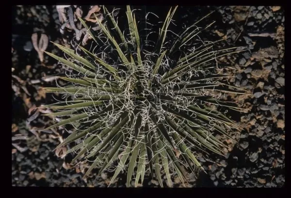 Yucca harrimaniae