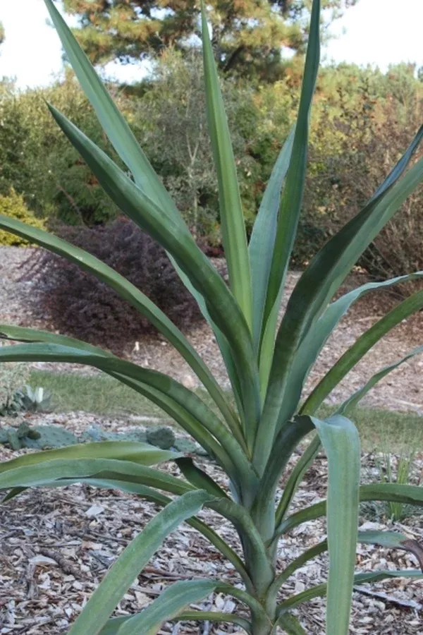 Yucca jaliscensis