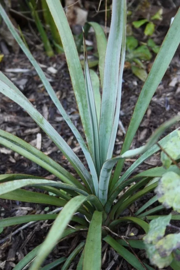 Yucca madrensis