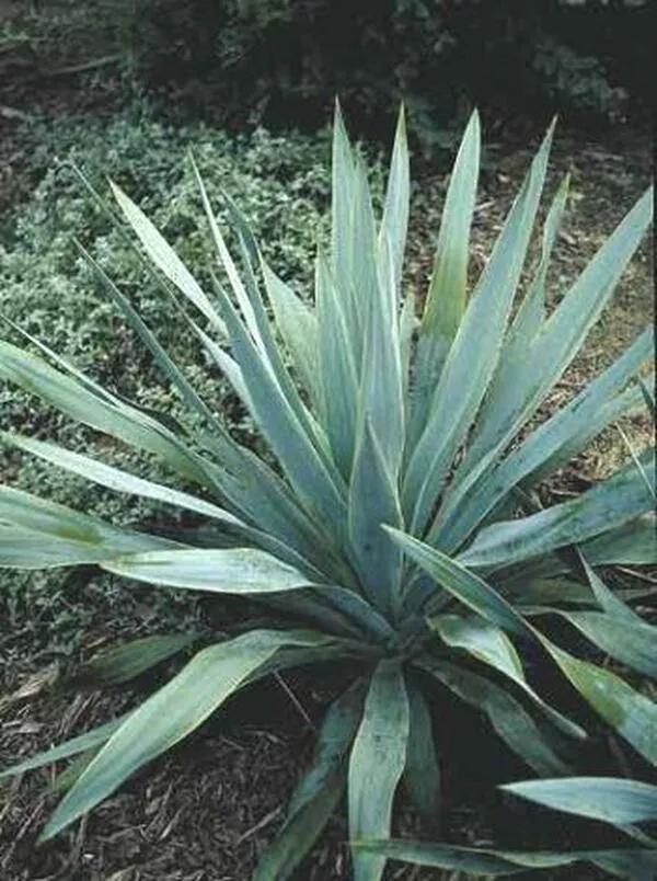 Yucca pallida Lampasas Co, TX