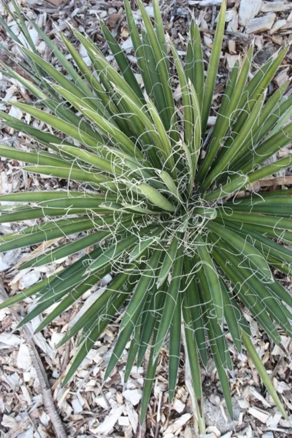 Yucca potosina