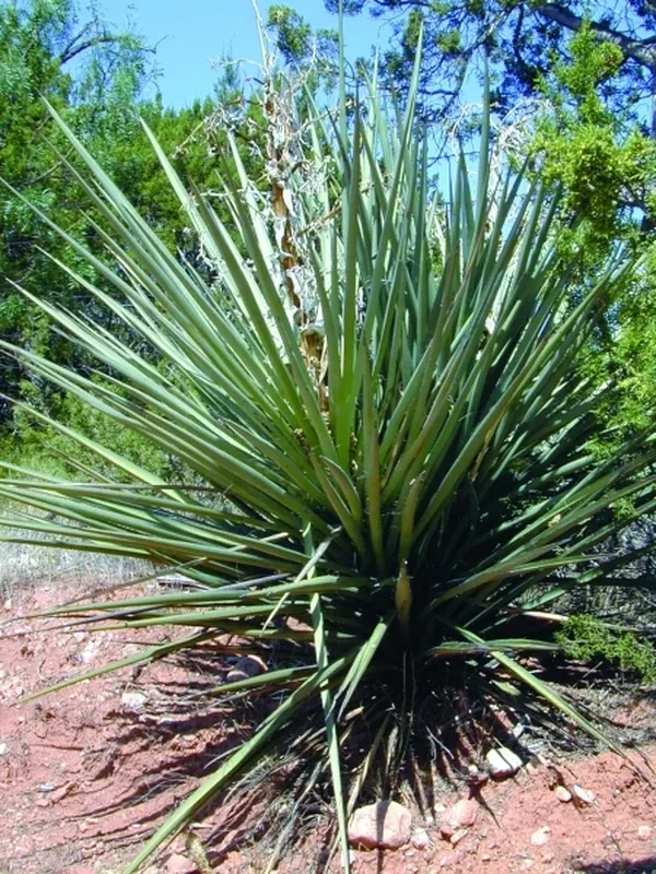 Yucca torreyi Blue Form coll. #D09-24