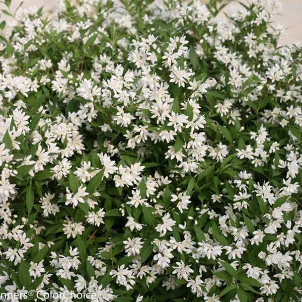 Yuki Snowflake Deutzia Pw # 2 PW Cont