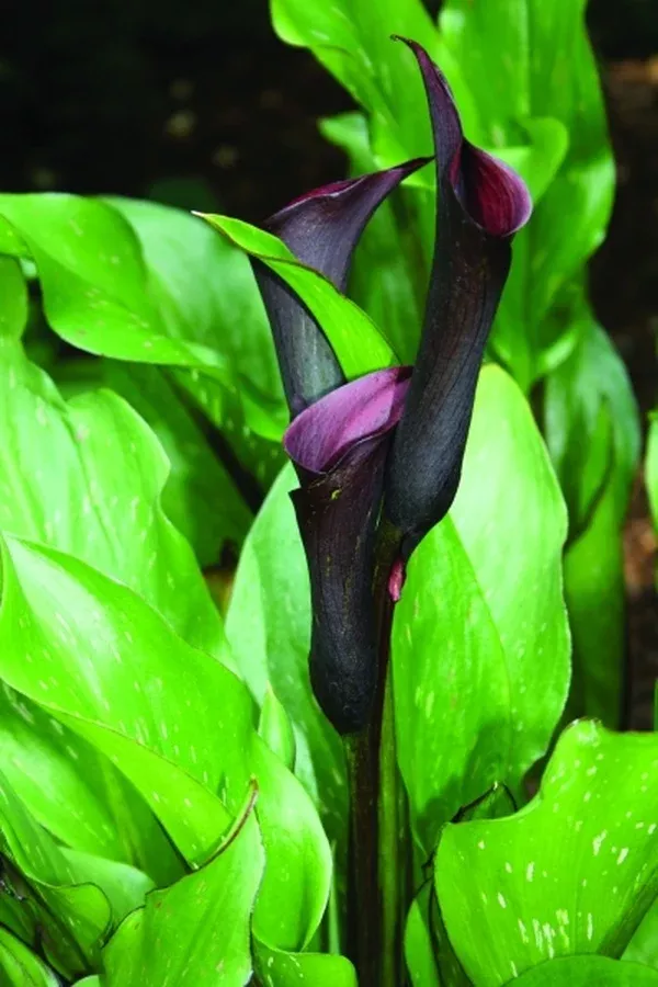 Zantedeschia 'Black Star' PP 14,844