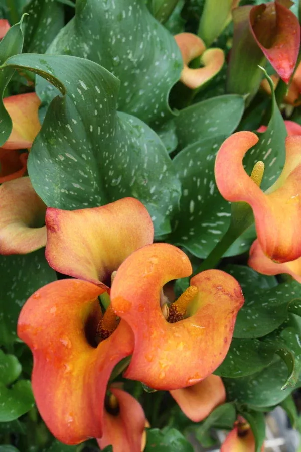 Zantedeschia 'Captain Murano'