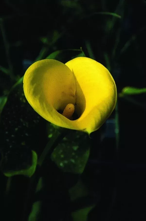 Zantedeschia 'Millennium Gold'