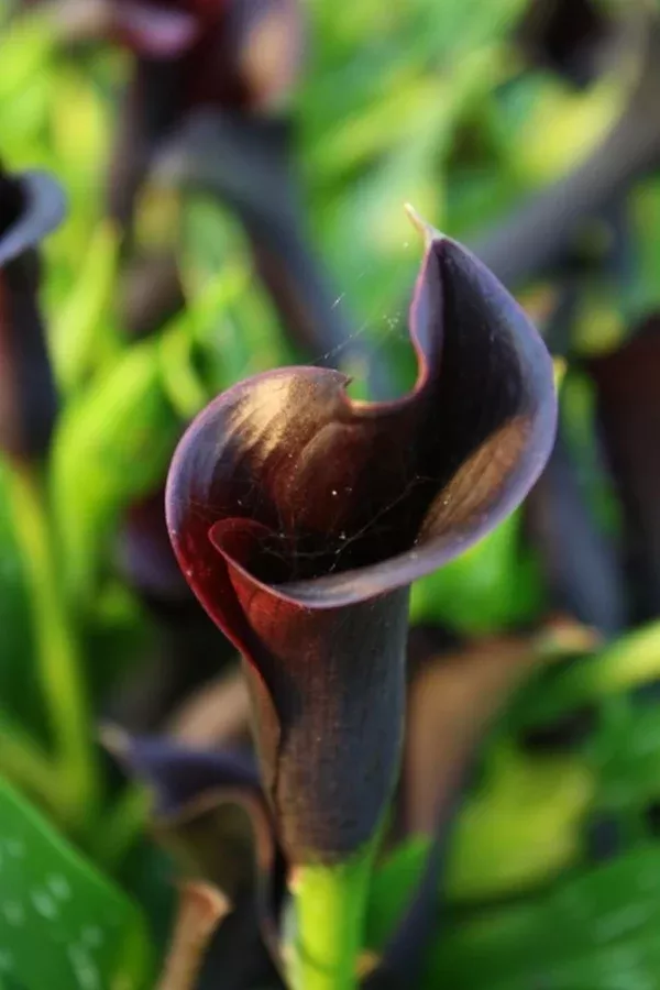 Zantedeschia 'Odessa'