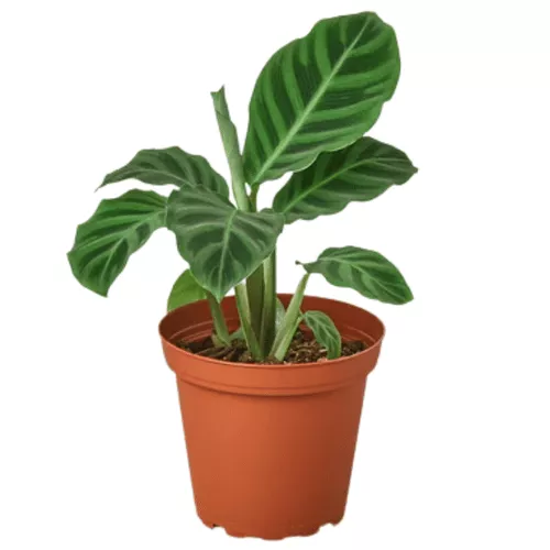 Zebrina Calathea