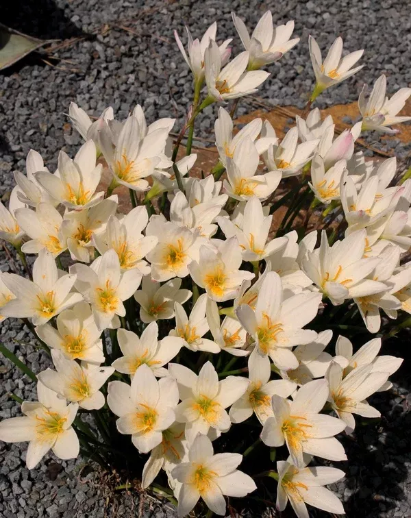 Zephyranthes 'Aquarius'