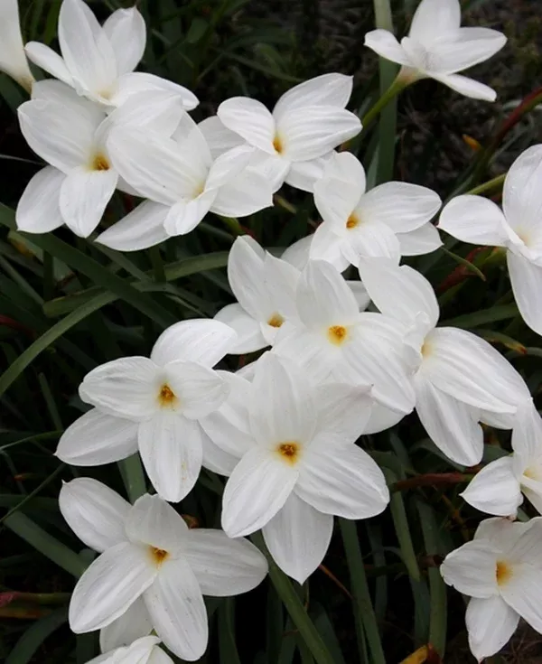 Zephyranthes drummondii 'Fedora'