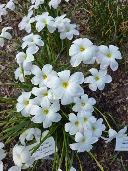 Zephyranthes 'Floating Clouds'