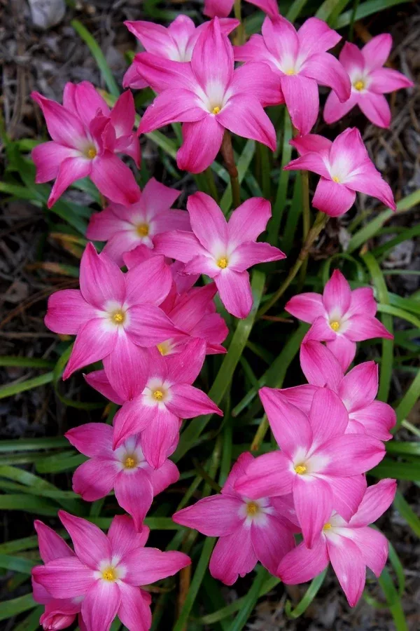 Zephyranthes 'Heart Throb'