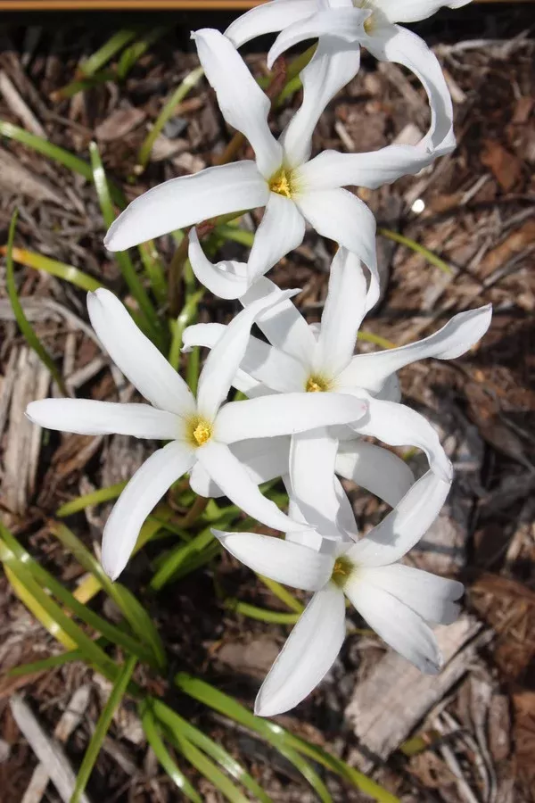 Zephyranthes 'Itsy Bitsy'