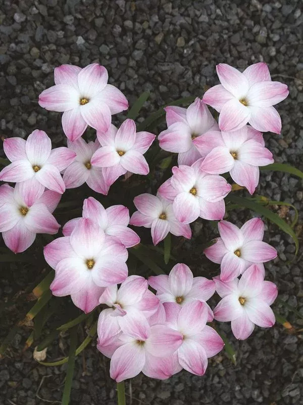 Zephyranthes 'Lily Pies'