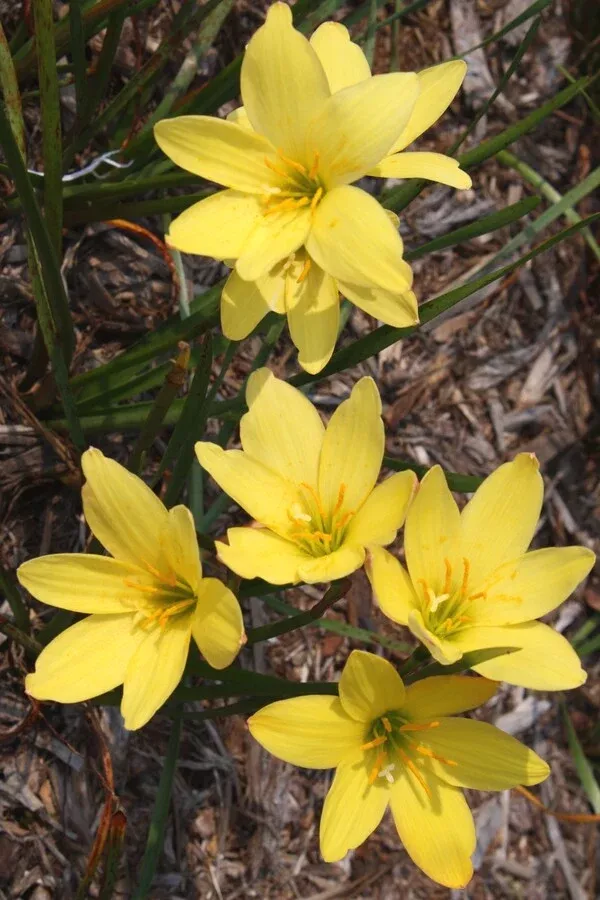 Zephyranthes 'Midas Touch'