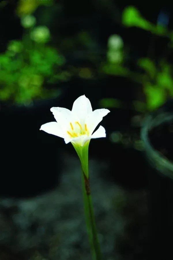 Zephyranthes simpsonii Brunswick County