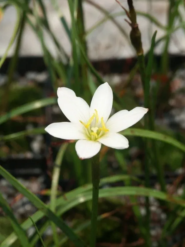 Zephyranthes verecunda