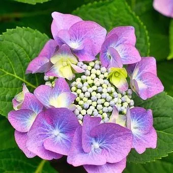Zorro Hydrangea